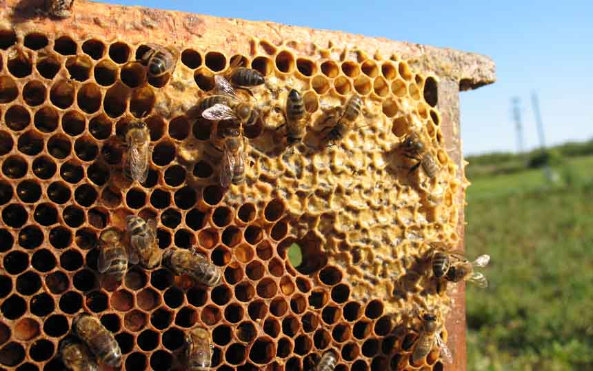 蜂巢