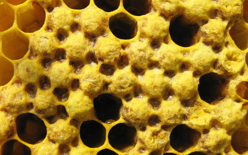 蜂巢