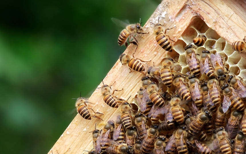 蜂巢