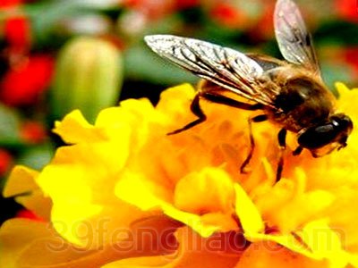 蜂蜜的相克食物