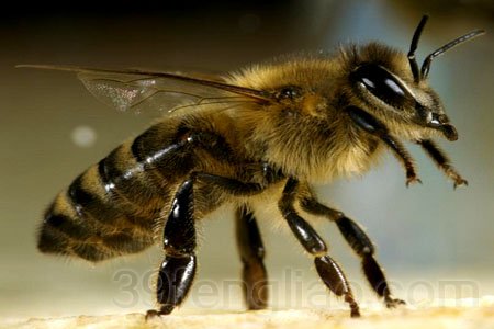 蜜蜂