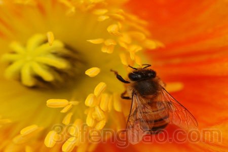 蜂花粉
