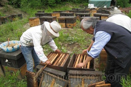 养蜂工具_悬崖养蜂_养蜂收入怎么样