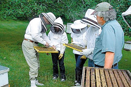 蜜蜂养殖凡事都必须注意