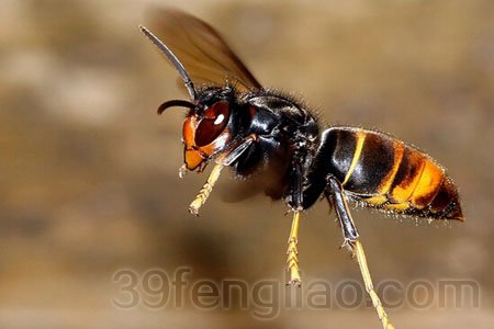 39蜂疗网：工蜂在蜂群中的监督