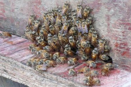 如何保护蜜蜂安全过冬