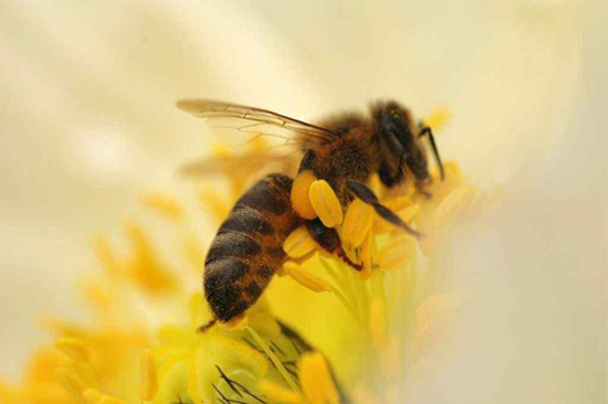 蜂胶能强化免疫系统！