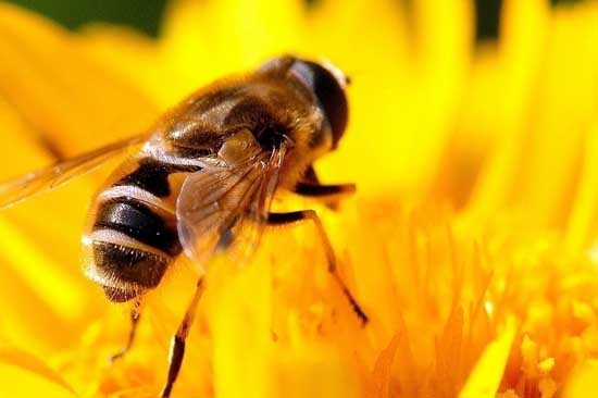 各个种类蜂蜜的介绍!