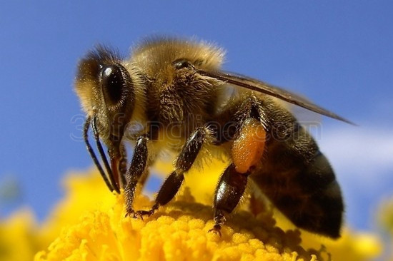 蜂花粉的吃法与保存方法