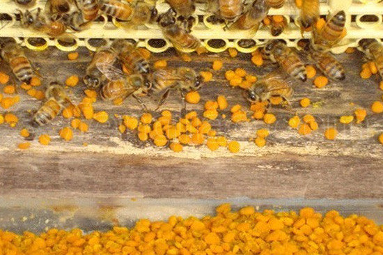 蜂花粉能治疗高血脂吗?