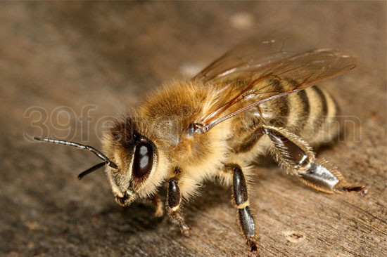 注意：蜂蜜制品非蜂蜜