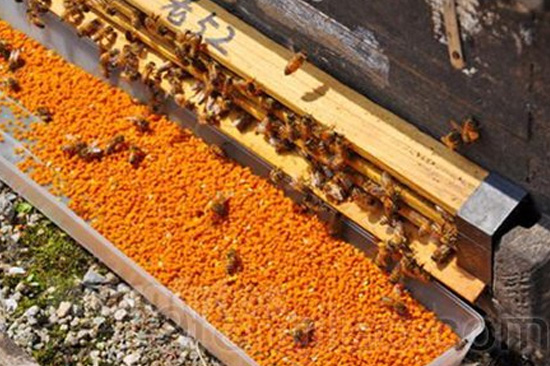 蜂花粉能够治疗前列腺吗？