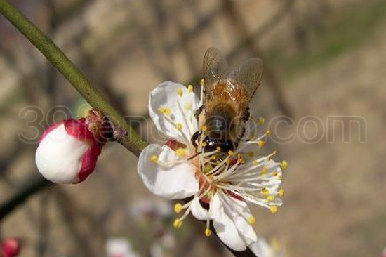 花粉的抗癌作用以及机理