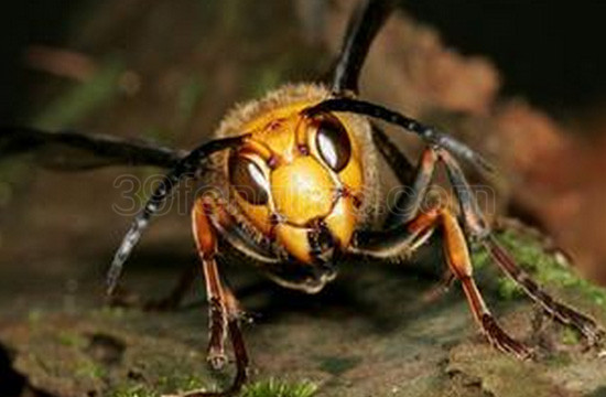 马蜂蛹有哪些营养价值