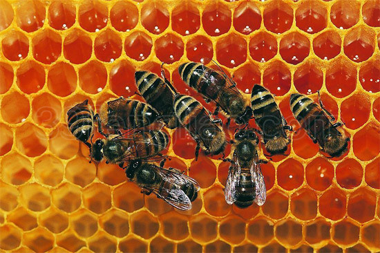 蜜蜂抽检的样品数以及检疫的方法