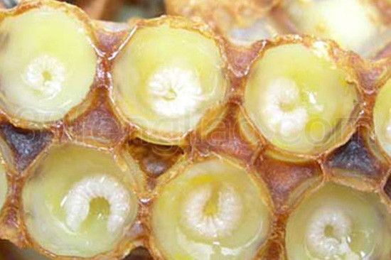 不能过度依赖蜂王浆水来减肥