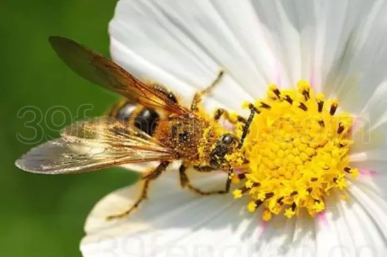 独特的蜂毒疗法