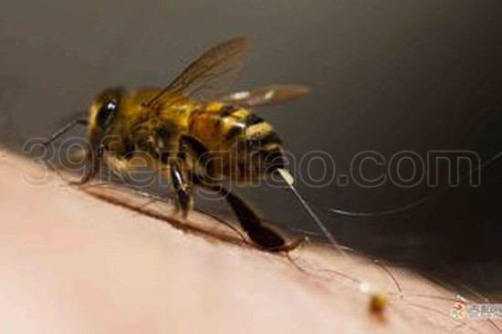 蜂疗名人归隐仙桃传佳话