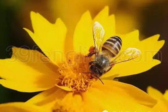 顽固病用蜂毒治
