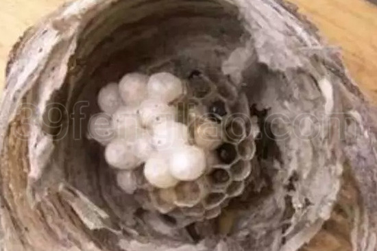 蜂蛹—不可忽视的蜂疗保健佳品