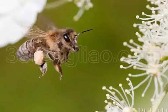 最新国外科研结果：蜜蜂的寿命