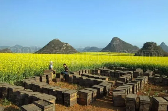 养蜂人——世界十大长寿职业排第一