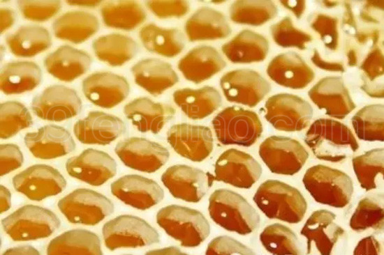 蜂巢治疗过敏性鼻炎初探