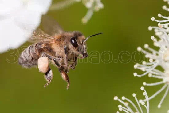 蜂产品治疗肝硬化