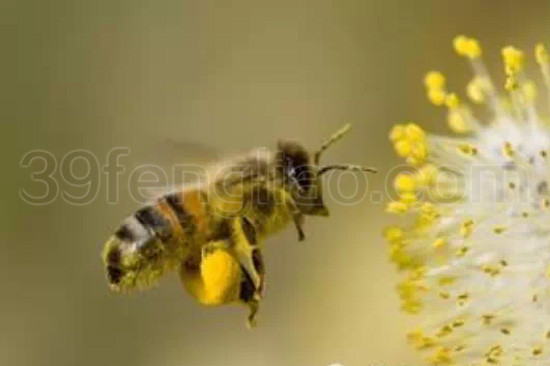 我国常见的花粉及功效