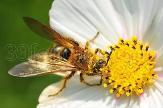 蜂花粉——高血脂人群的福音