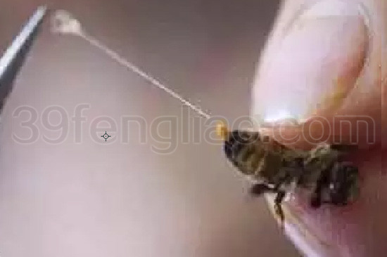 糖尿病性神经病变的蜂疗方法