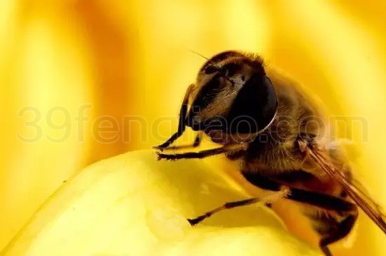 中医蜂疗治疗癌症：蜂毒、蜂房与蜂子