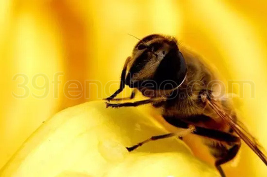 蜂胶抗恶性肿瘤的机制