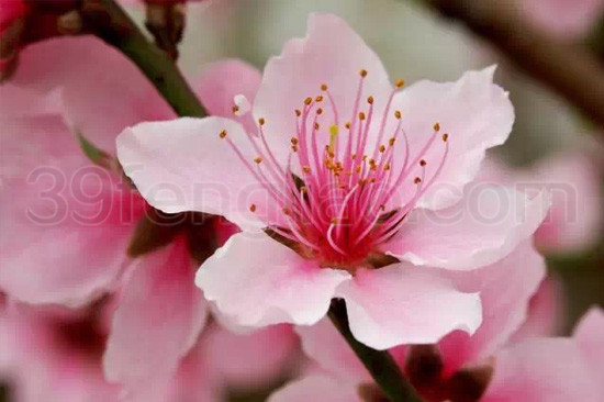 喝蜂蜜水预防春季过敏