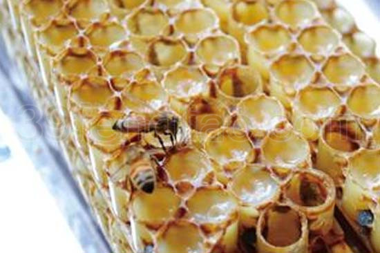 蜂王浆是哪一种蜂的分泌物