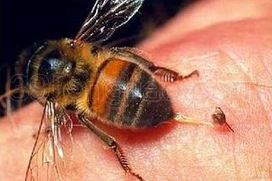 蜂毒如何提取和加工