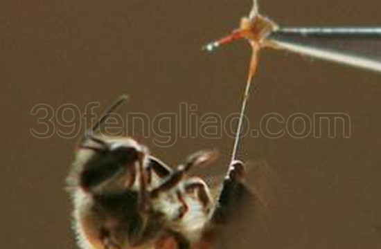国外蜂毒的抗炎抗痛作用研究