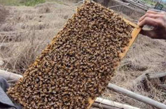 国外研究蜂毒抗炎抗痛作用的情况简介