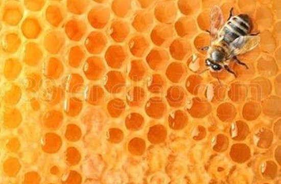 什么是温润蜂蜜