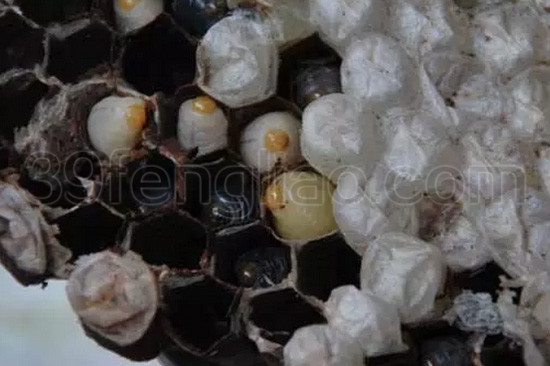 细说雄蜂蛹的营养价值,量你不知道!