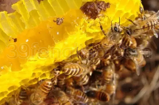 蜂巢,竟然能治这么多病!太强大了!