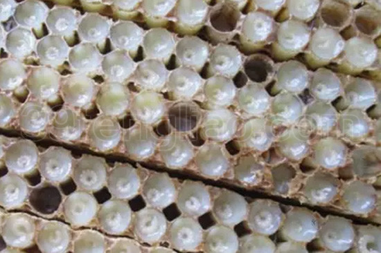 蜂产品防癌抗癌独领风骚！震惊科学家！