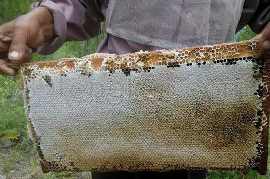 成熟蜜和非成熟蜜之间的惊人区别