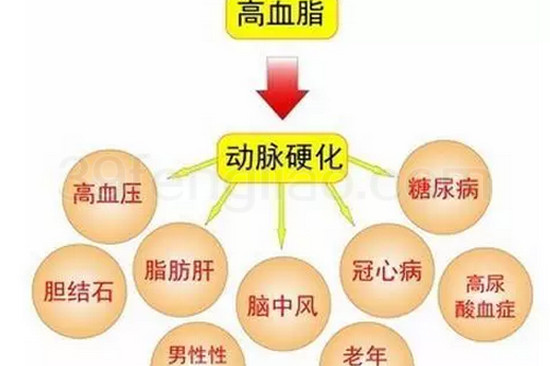 蜂花粉能治疗高血脂吗?真相在此!