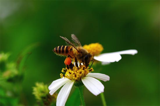 如何挑选上等蜂花粉?