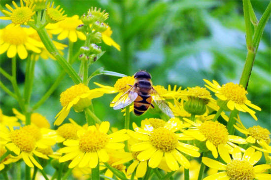 如何挑选上等蜂花粉?