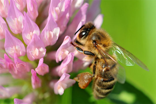 如何挑选上等蜂花粉？