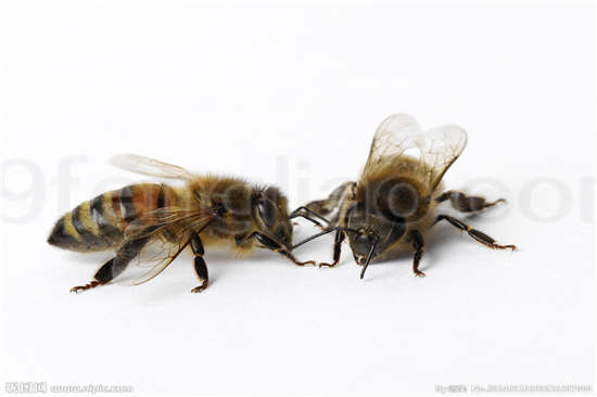 蜜蜂蜂针疗法