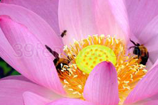 39蜂疗网,荷花粉,