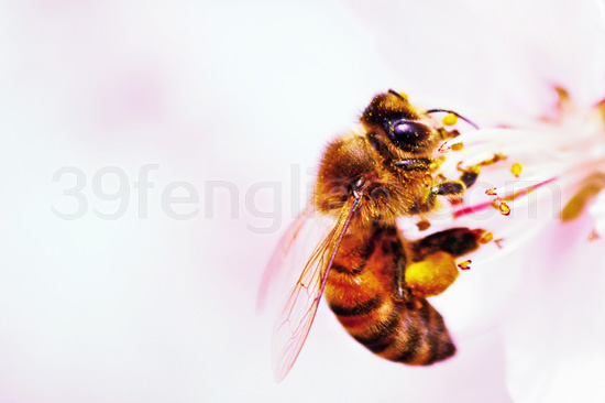 蜂疗,39蜂疗网,蜜蜂,蜂蜡,蜜蜂的详细资料